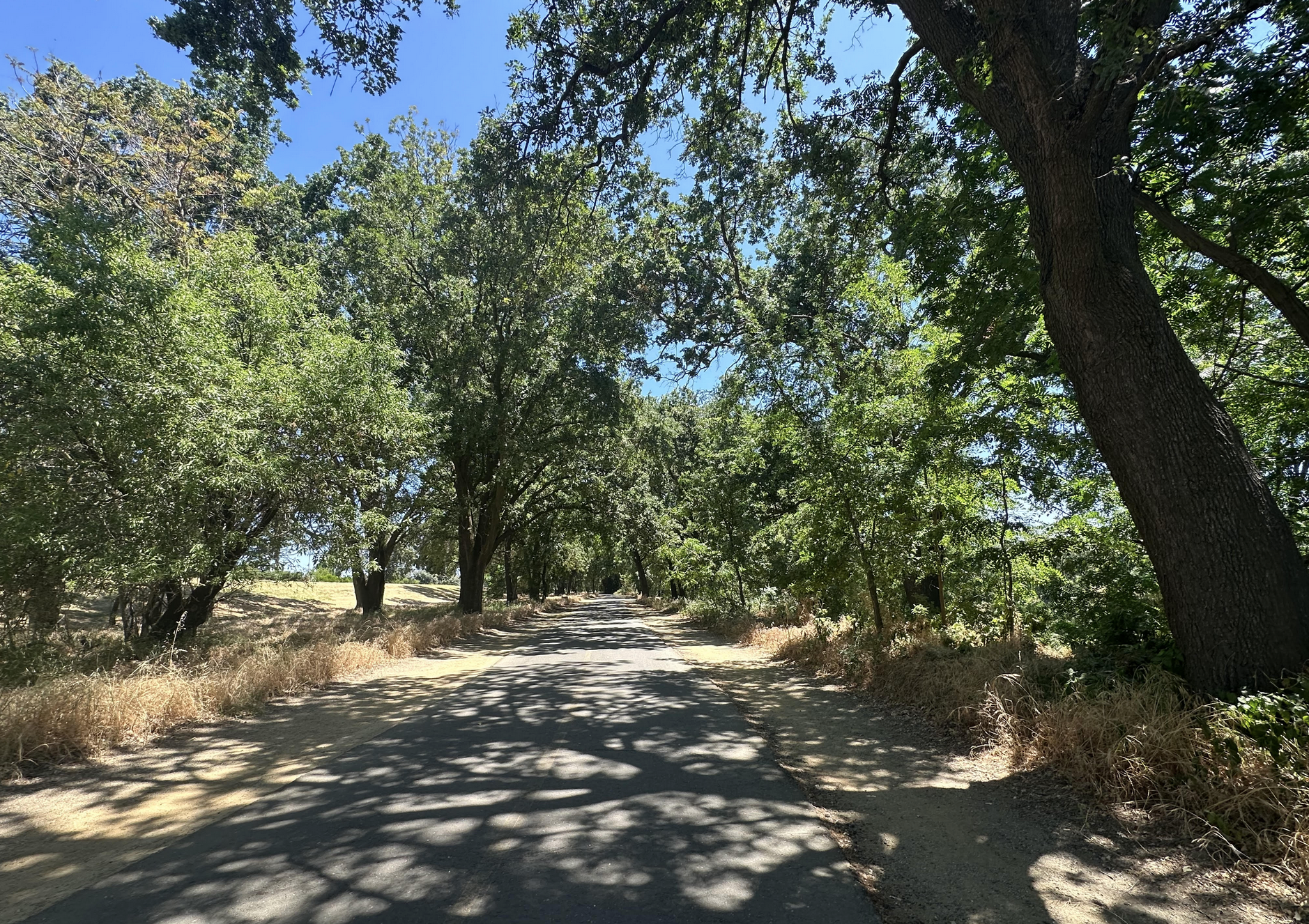 A tree-lined section of the American River Parkway bike trail, with shadows on the ground under a clear blue sky.