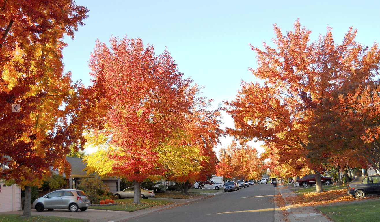 May contain: tree, plant, automobile, car, vehicle, transportation, maple, wheel, machine, and road