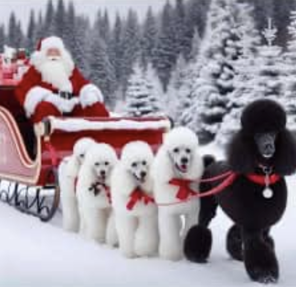 A festive scene featuring Santa Claus in a sleigh, pulled by a team of white and black poodles in a snowy landscape.