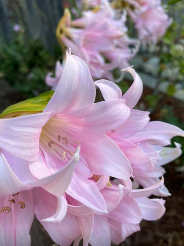 May contain: plant, flower, and blossom