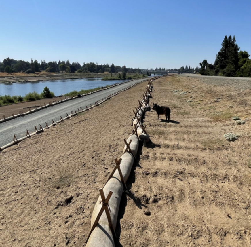 A riverside path with logs and stakes lines both sides; a dog stands on the dirt along the path.