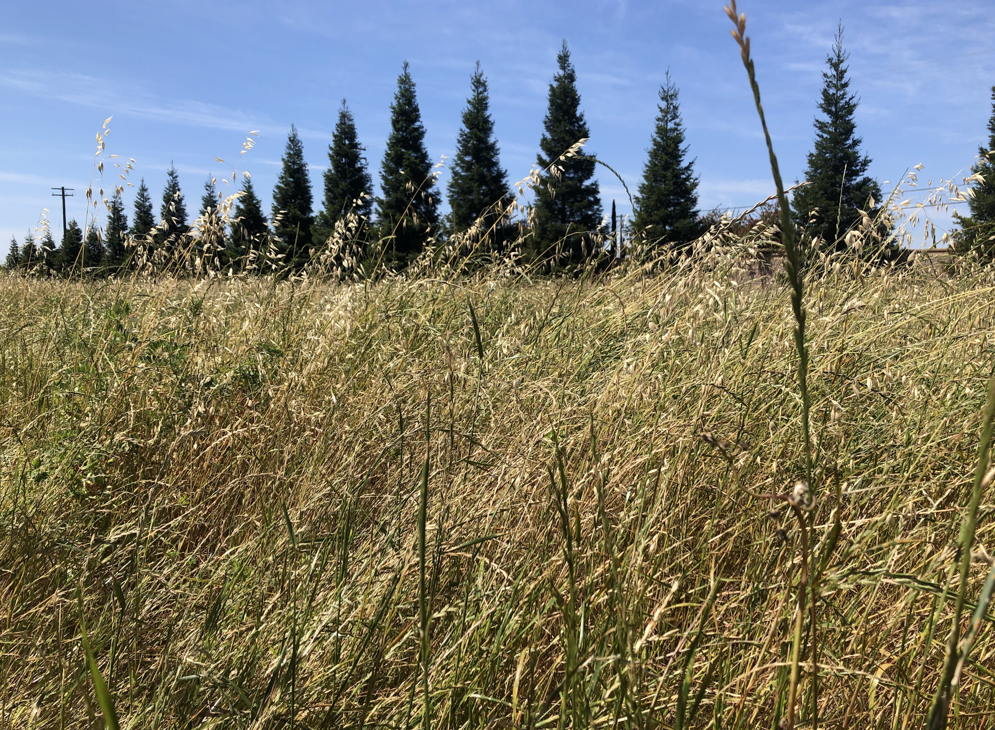 May contain: plant, tree, fir, field, grassland, nature, outdoors, grass, vegetation, countryside, meadow, rural, and reed