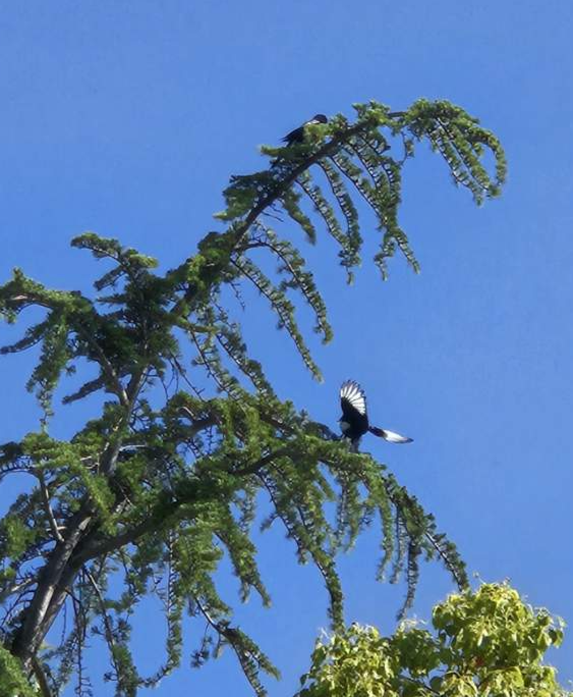 Yellow-billed Magpies perched on a tree branch with outstretched wings, set against a clear blue sky.