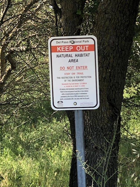 May contain: tree and plant