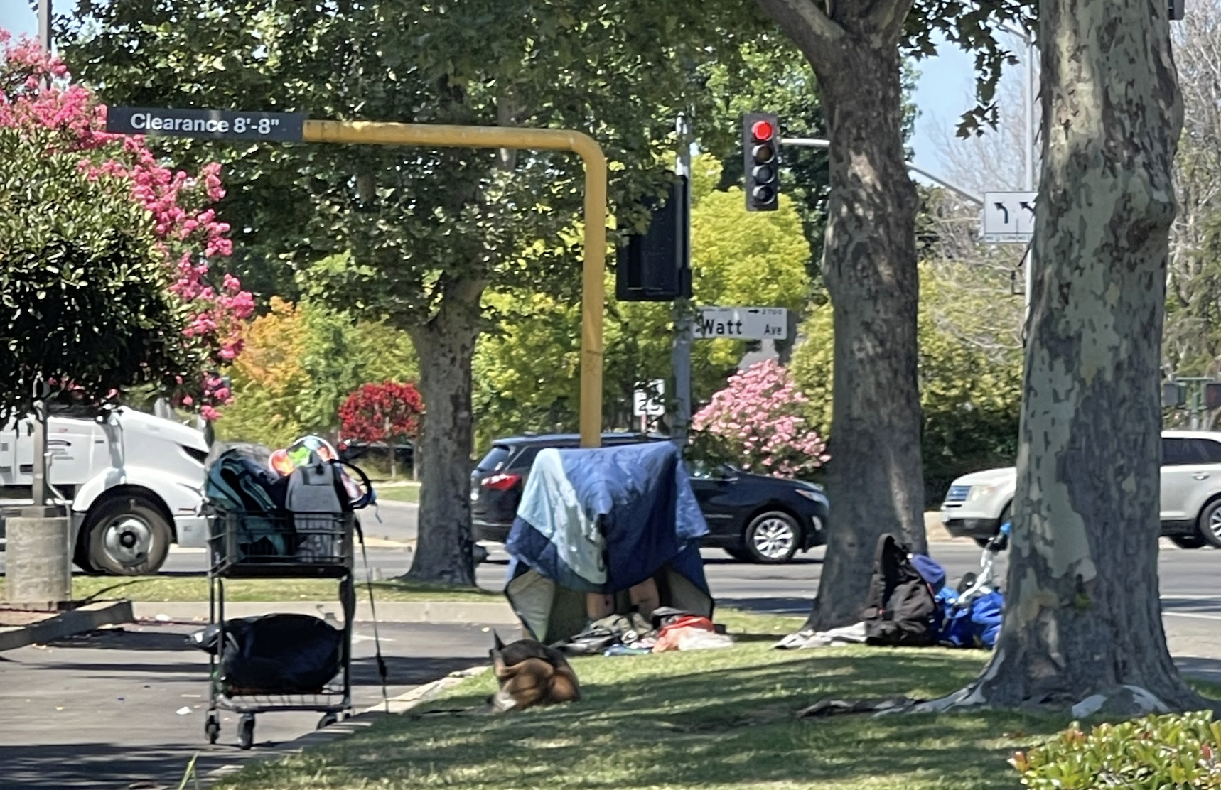 A street scene with a shopping cart, a makeshift tent, and a dog lying on the grass under trees and traffic lights.