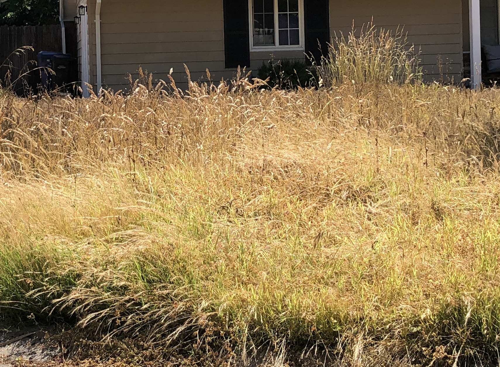 Overgrown, dry grass in front of a house with a window, under bright sunlight.