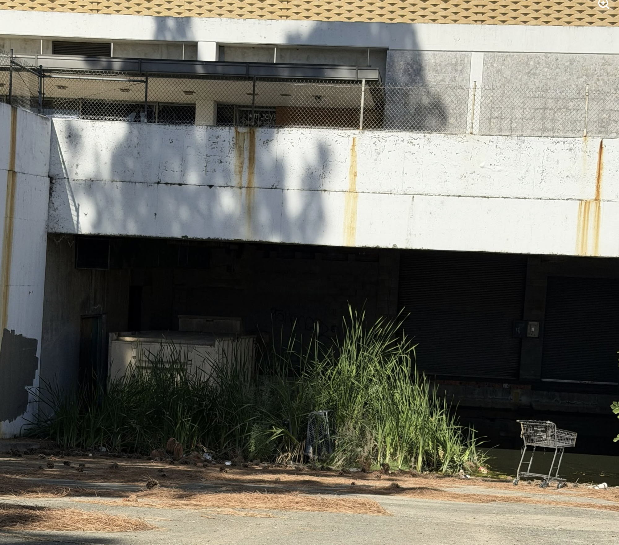 An abandoned building with overgrown grass, scattered pine needles, and a shopping cart near a darkened entrance.