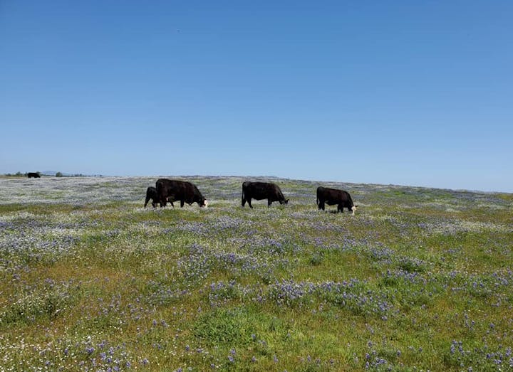 May contain: grassland, field, outdoors, nature, cow, animal, mammal, cattle, farm, countryside, rural, meadow, grazing, ranch, and pasture