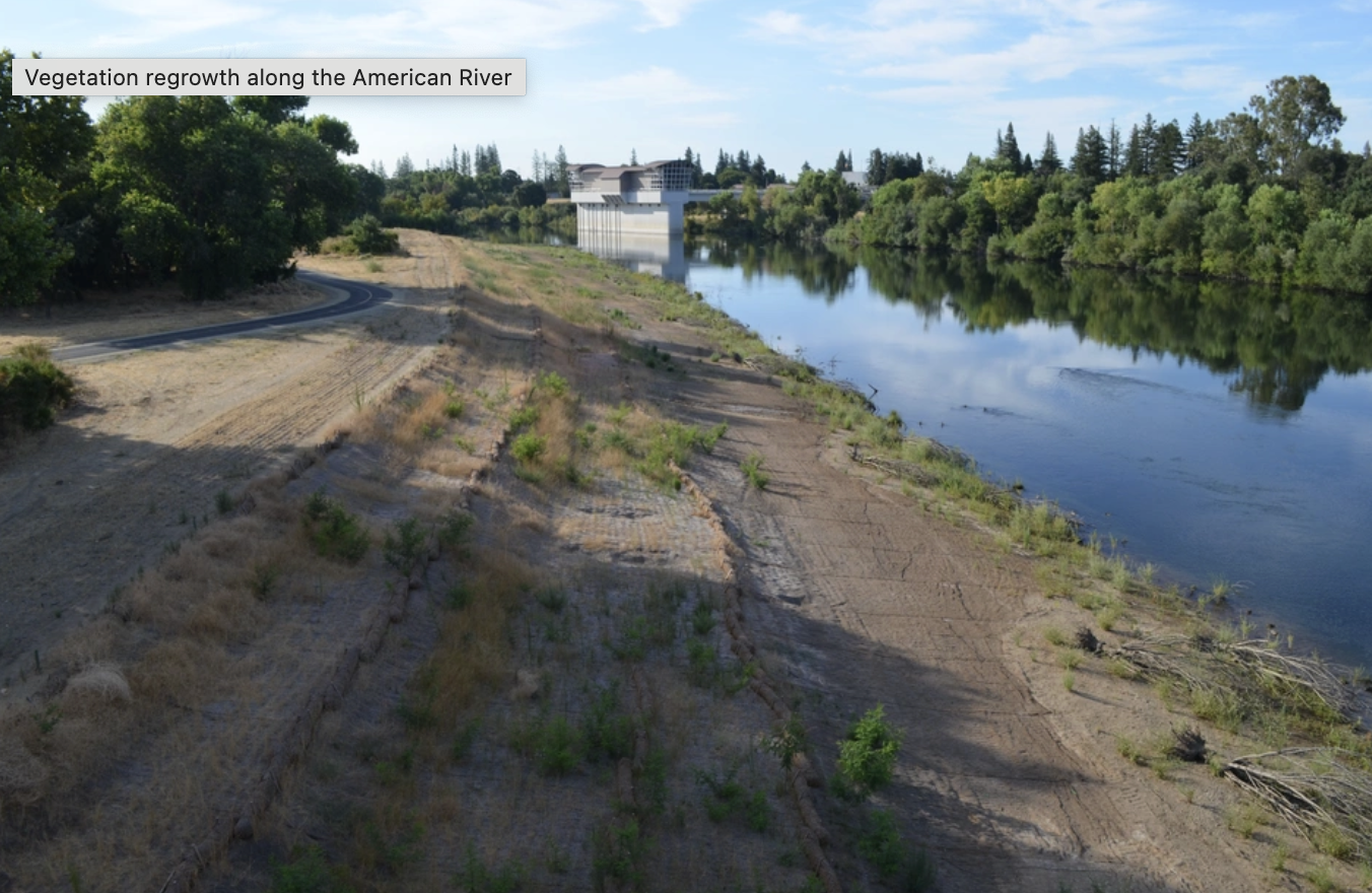 Vegetation regrowth along the American River with a clear path and calm water reflecting trees and sky.