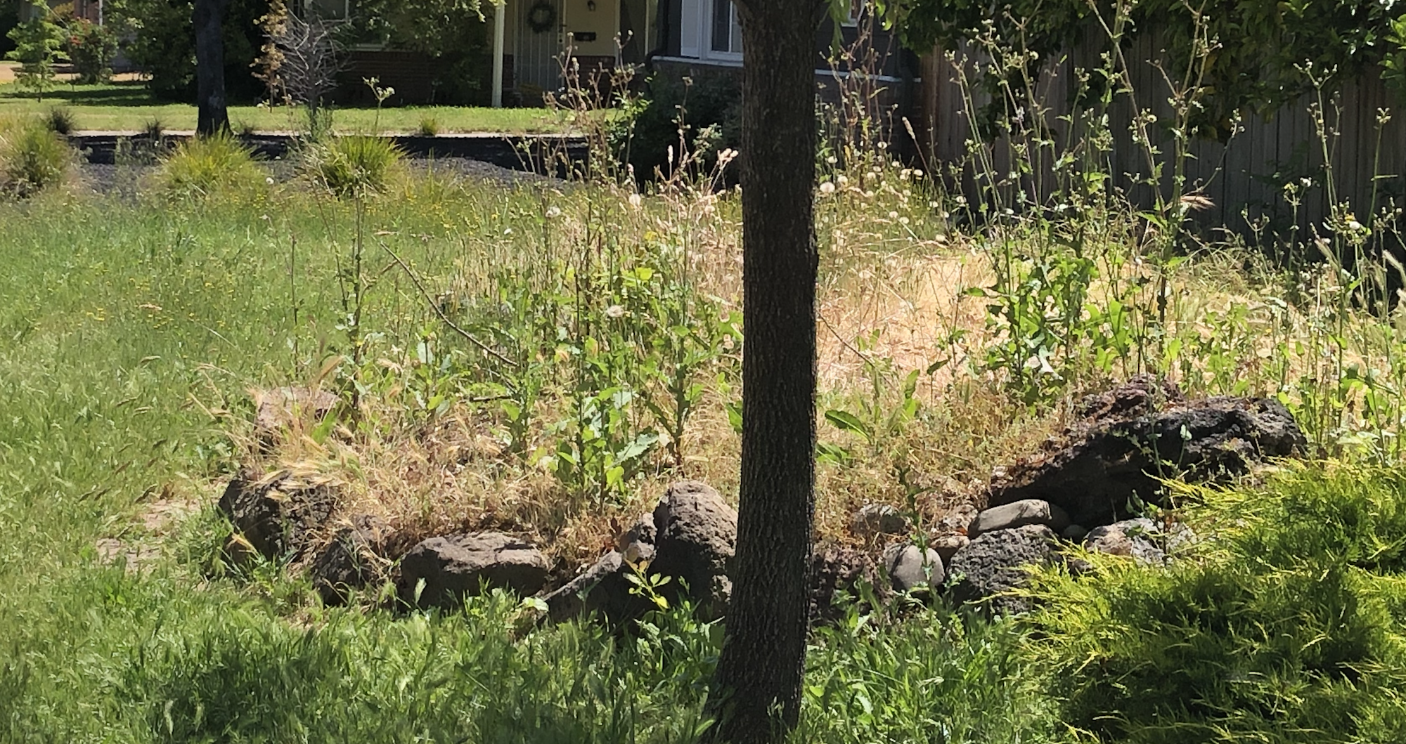 A tree in a grassy area with overgrown weeds and rocks.