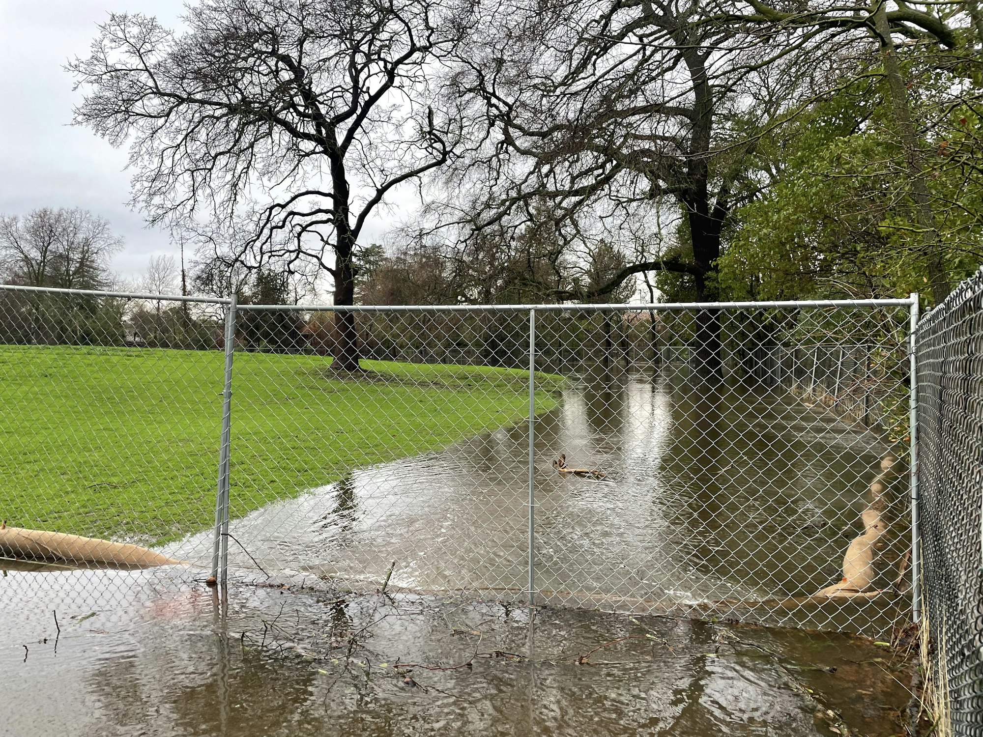 fence, grass, field, flooding