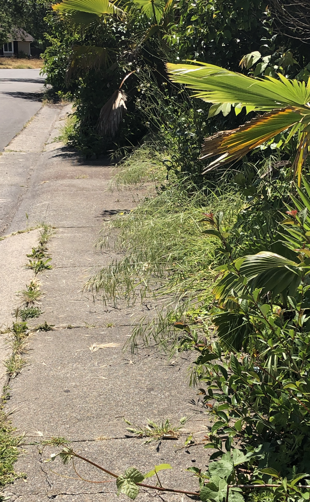 May contain: path, sidewalk, walkway, summer, plant, vegetation, road, garden, nature, outdoors, city, street, urban, flagstone, arbour, herbal, herbs, slate, tarmac, tree, and grass