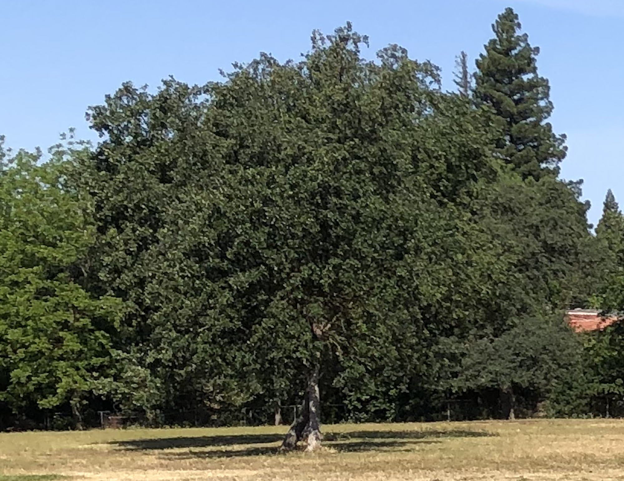 May contain: vegetation, tree, plant, woodland, outdoors, nature, and land