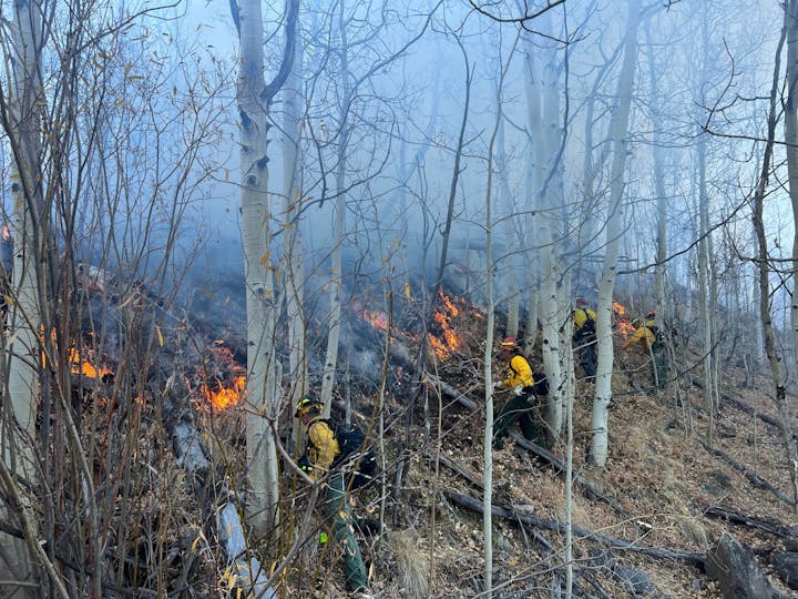 Firefighters battling a forest fire among aspen trees, with smoke and visible flames.