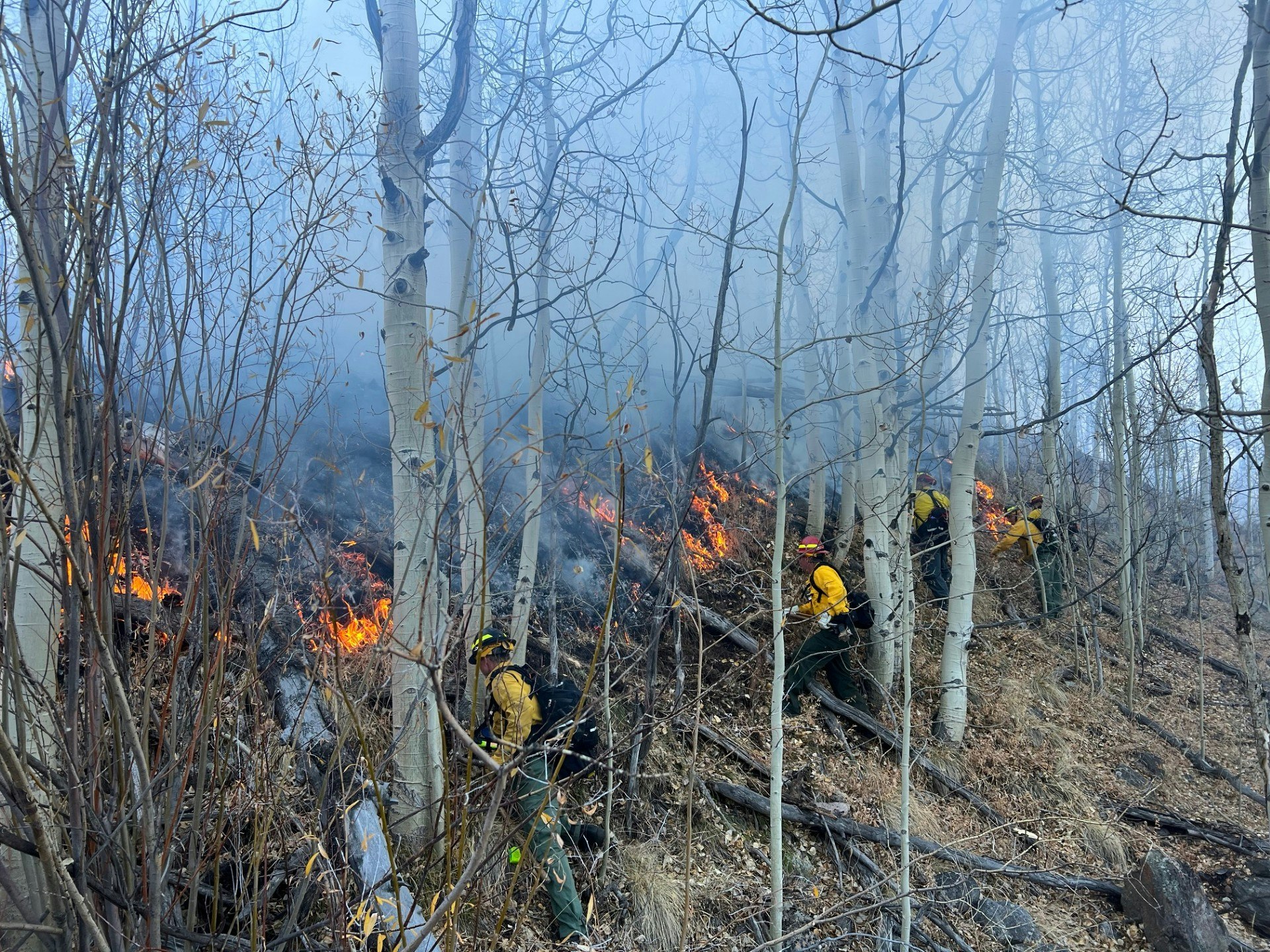 Firefighters battling a forest fire among aspen trees, with smoke and visible flames.