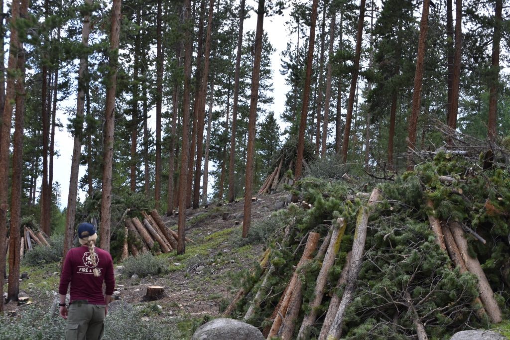 A person stands in a forest with piles of cut logs and branches scattered around.