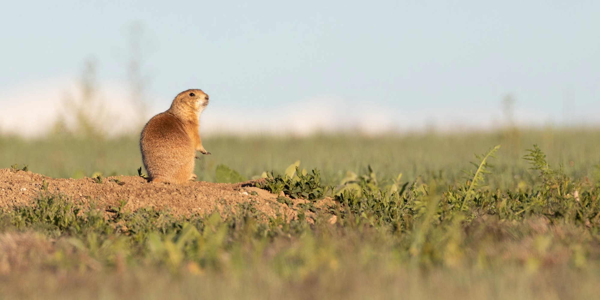 A prairie dog on alert in a grassy field with clear skies.