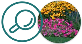 May contain: garden, nature, outdoors, grass, plant, vegetation, flower, herbal, herbs, and gardening