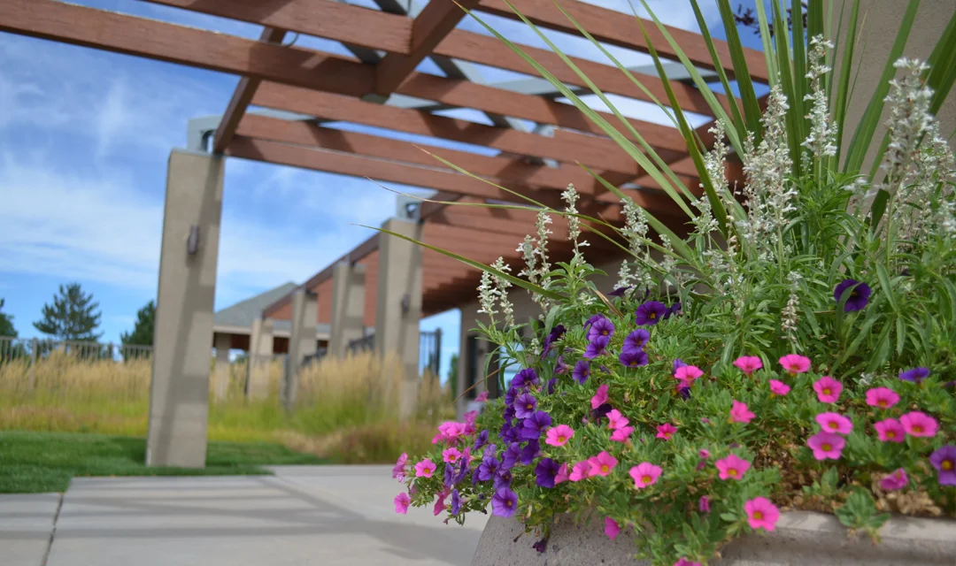 Photo of an awning and flowers