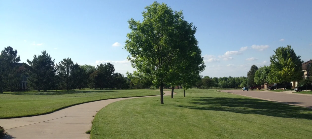 Photo of a trail and trees