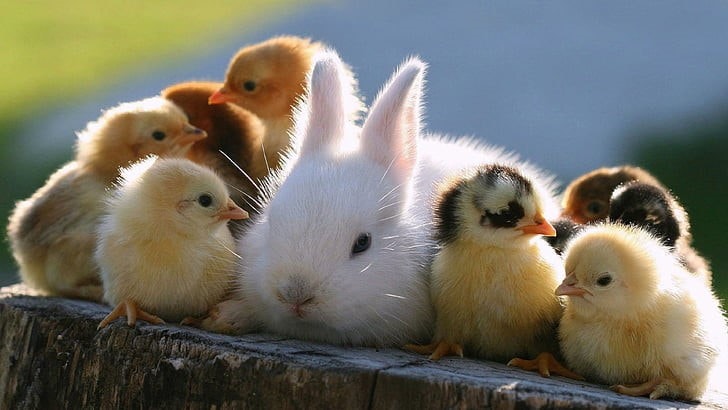 May contain: animal, poultry, bird, and fowl