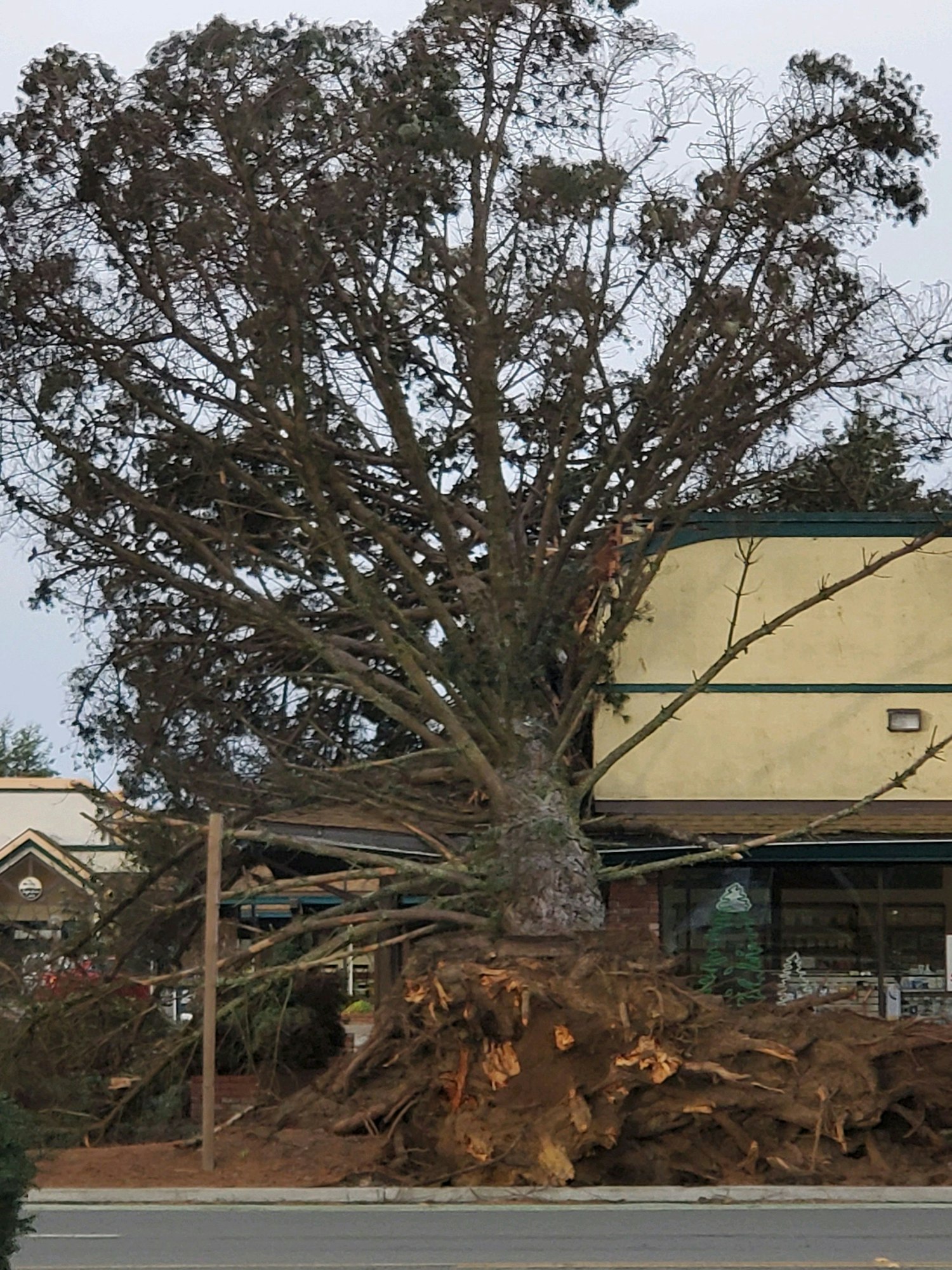 Downed tree damages roof of Redwood Community Pharmacy in the McKinleyville Shopping Center.