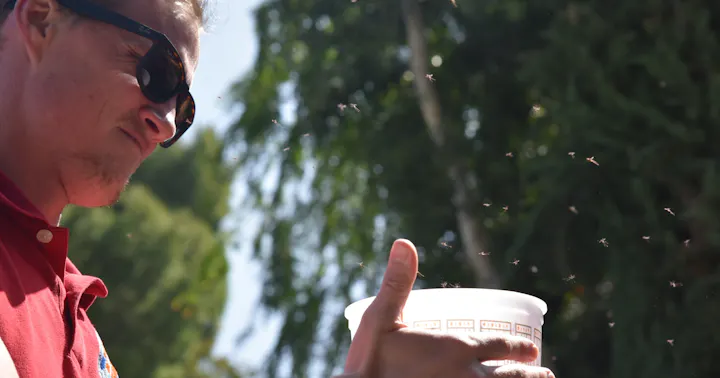 A person holding a container with small insects flying around, outside on a sunny day.