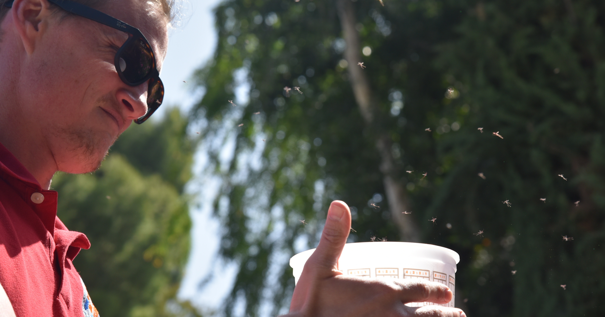 A person holding a container with small insects flying around, outside on a sunny day.