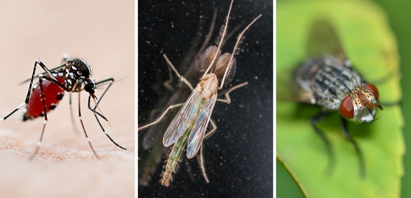 May contain: insect, invertebrate, mosquito, midge, and black fly