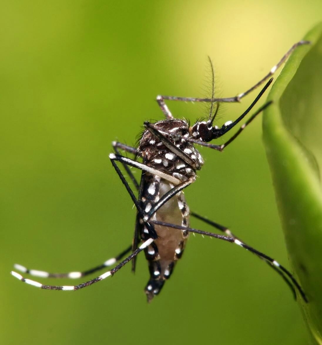 May contain: Aedes mosquitoes on a leaf