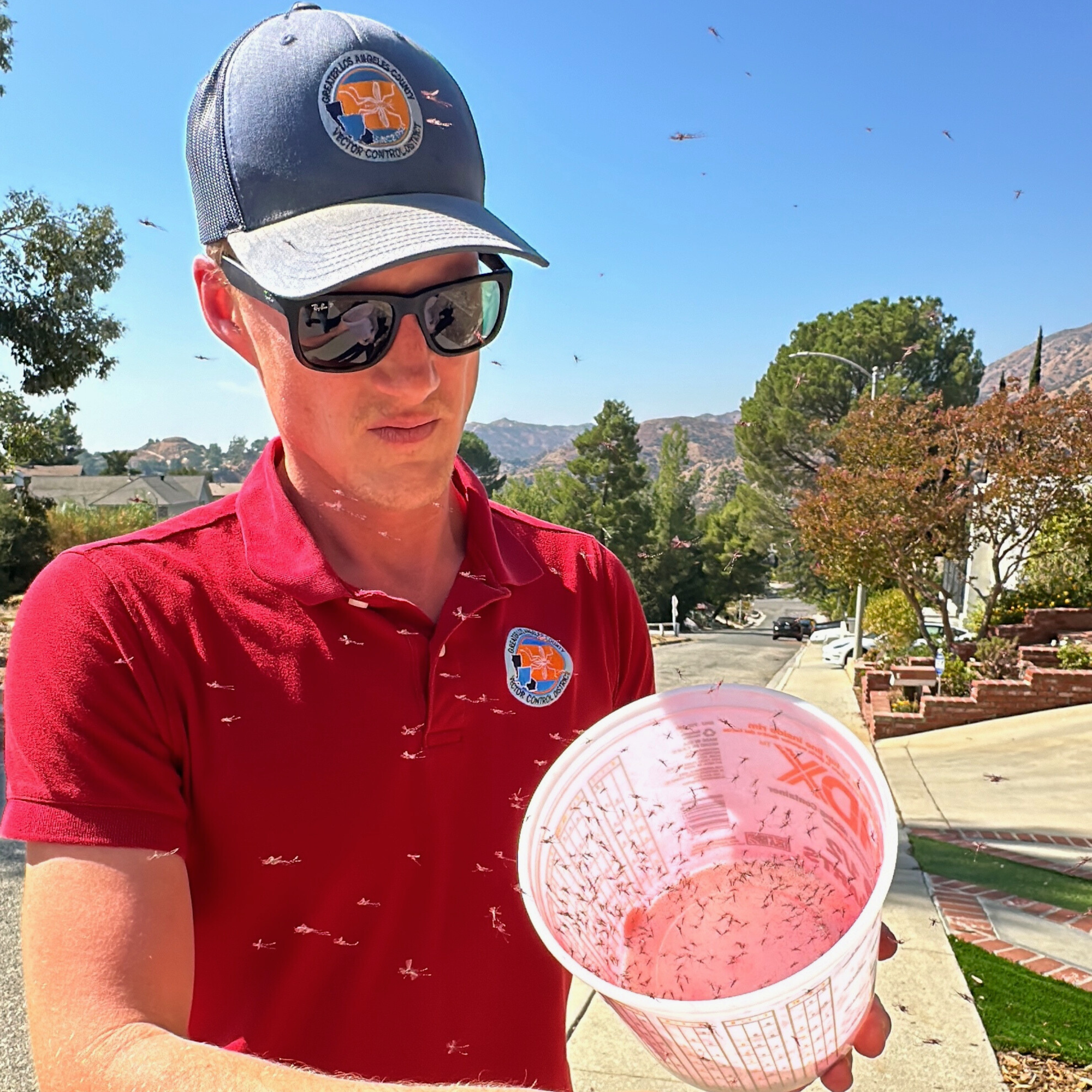 A person in a red shirt and cap holds a bucket with mosquitoes.