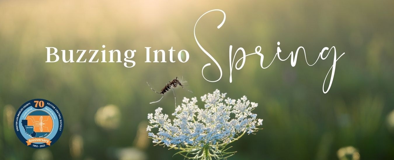 An image with a blurred green background, featuring the text "Buzzing Into Spring" and a mosquito on a white flower.