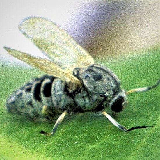 May contain: wasp, bee, andrena, hornet, insect, invertebrate, and animal