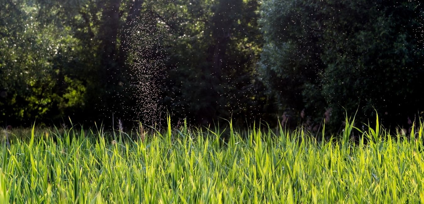 The image shows a field of tall green grass with sunlight creating a sparkling effect, surrounded by trees in the background.