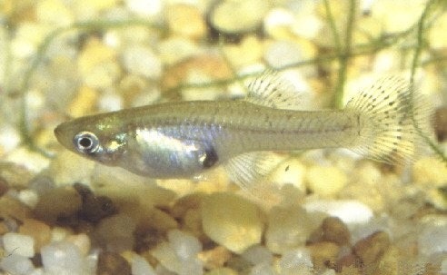 A small fish swimming above a gravelly substrate, possibly in an aquarium.