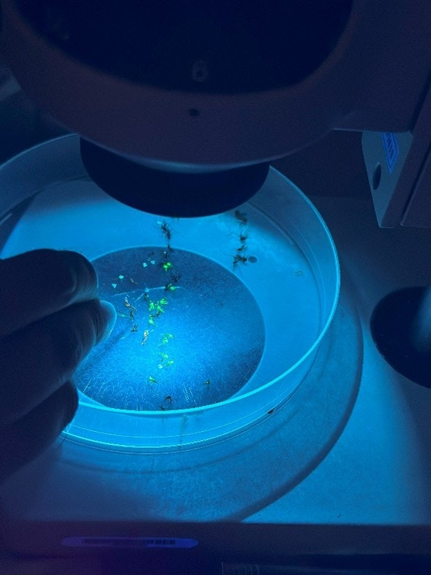 Petri dish under a microscope with small green plants or algae, hand nearby, illuminated by blue light.