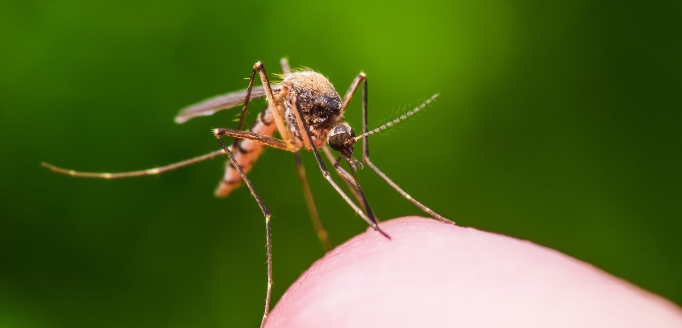 A close-up of a mosquito perched on a finger, highlighting its detailed features against a blurred green background.