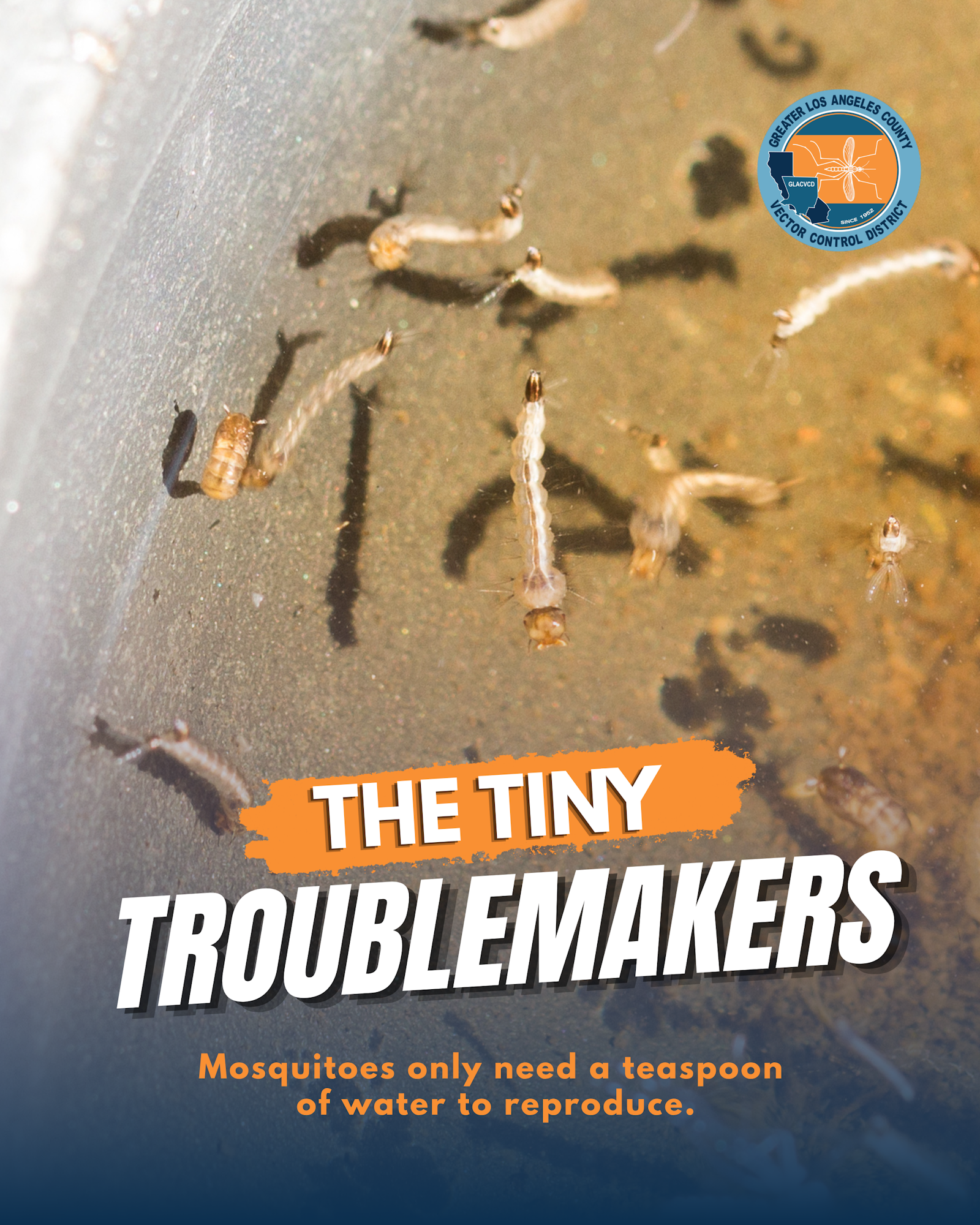 The image shows mosquito larvae in water with a message highlighting that they need only a teaspoon of water to reproduce.