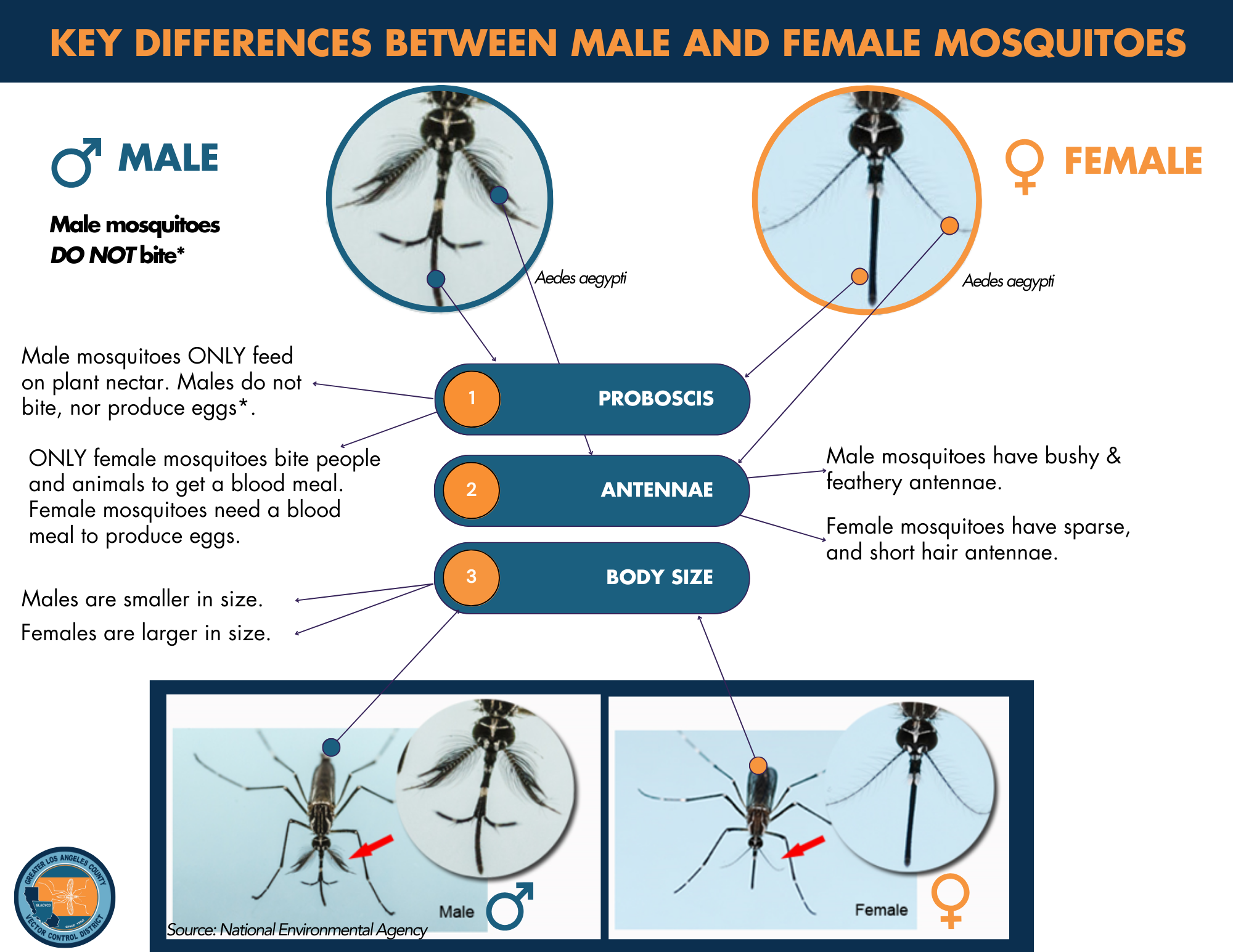 The image compares male and female mosquitoes, highlighting differences in biting behavior, body size, and antennae.