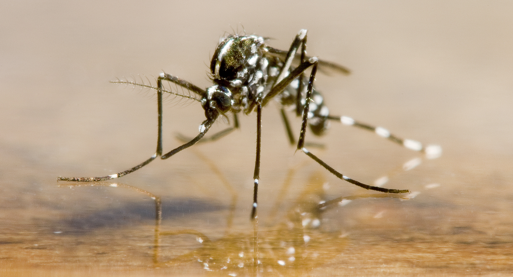 A close-up image of a mosquito on a reflective surface, showcasing its detailed anatomy and patterns.