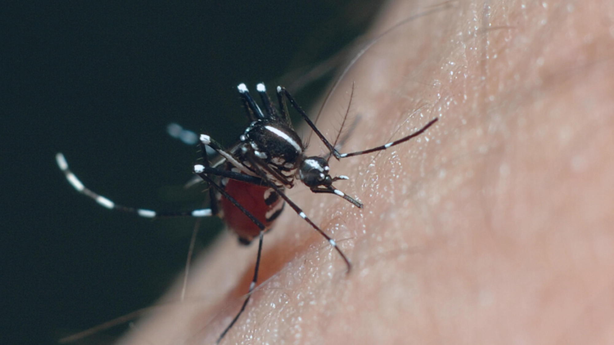 A close-up image of a mosquito feeding on human skin, showcasing its detailed features and the texture of the skin.