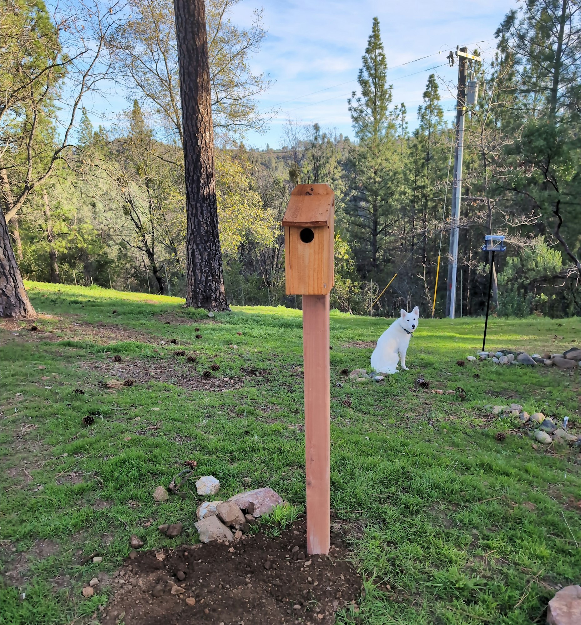 A wooden birdhouse on a post in a grassy area with a white dog sitting nearby and trees in the background.