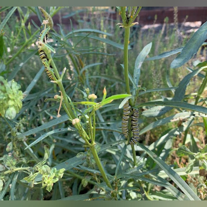 Monarch caterpillars on a plant, possibly milkweed. Greenery background.