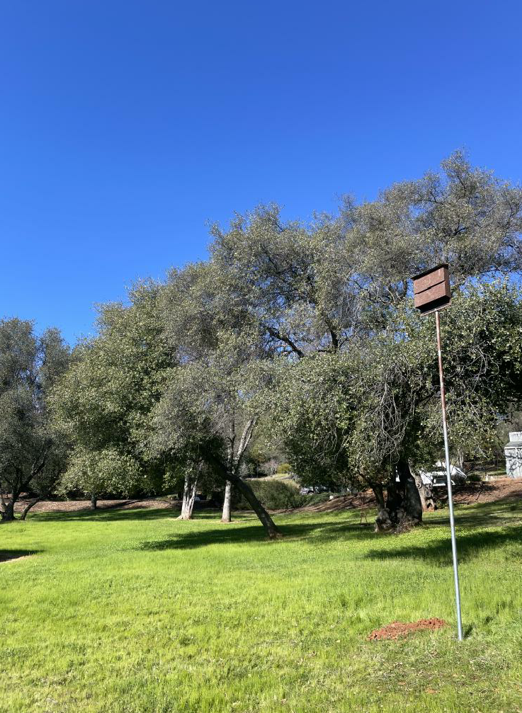 A grassy field with trees, a clear blue sky, and a tall pole with a box attached on top.