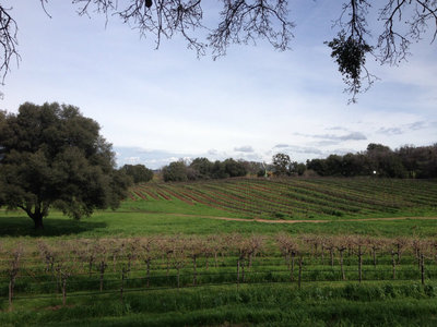 Photo of a vineyard