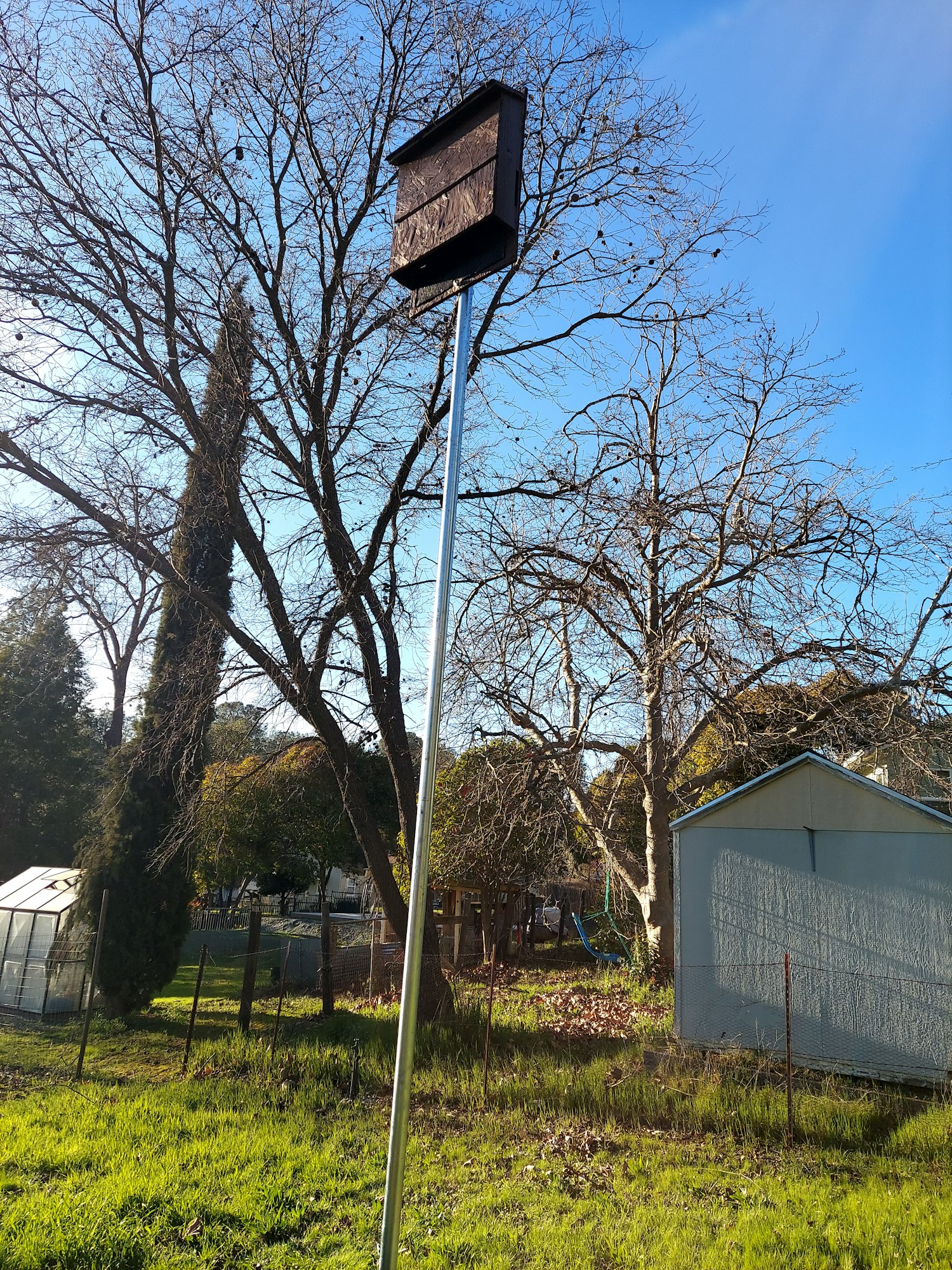 A tall metal pole with a mounted wooden bat house at the top, standing in a grassy backyard area. Leafless trees and a small shed are visible in the background under a clear blue sky.