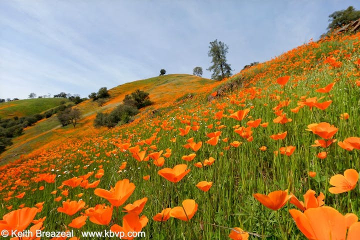 Meadow full of poppy flowers