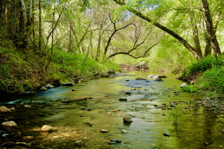 May contain: creek, nature, outdoors, stream, water, land, plant, vegetation, jungle, scenery, rainforest, tree, and woodland