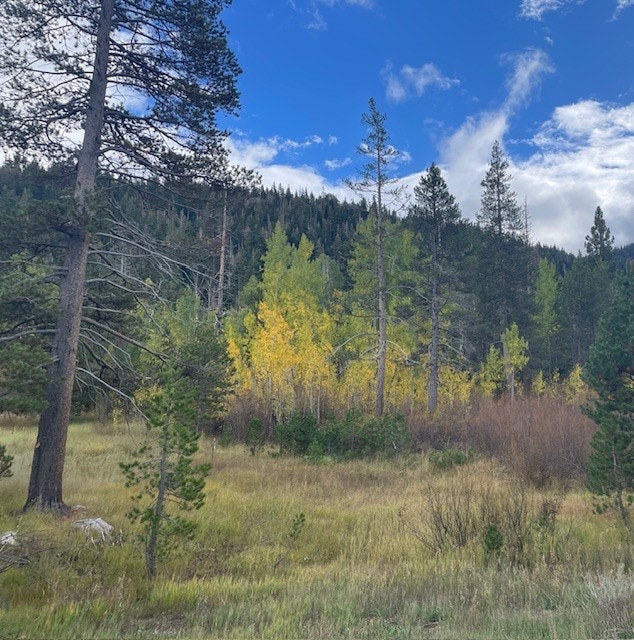 Forest scene with trees, some with yellow leaves, grassy field, and cloudy blue sky.