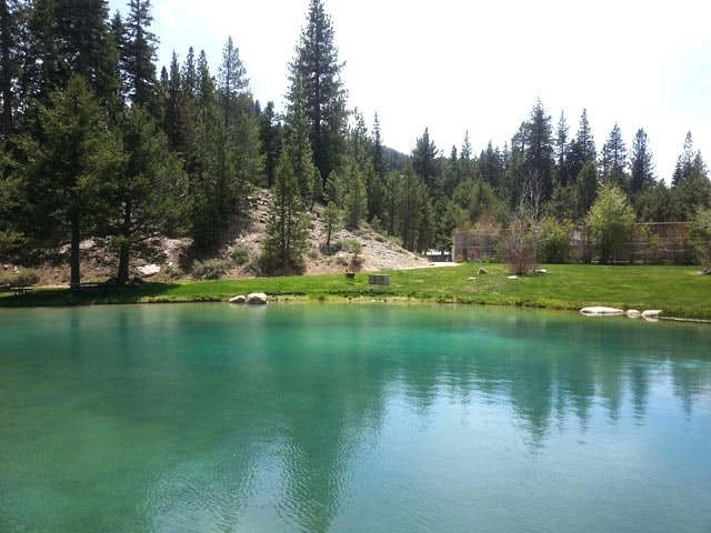 A tranquil pond surrounded by green grass and tall trees under a bright sky.